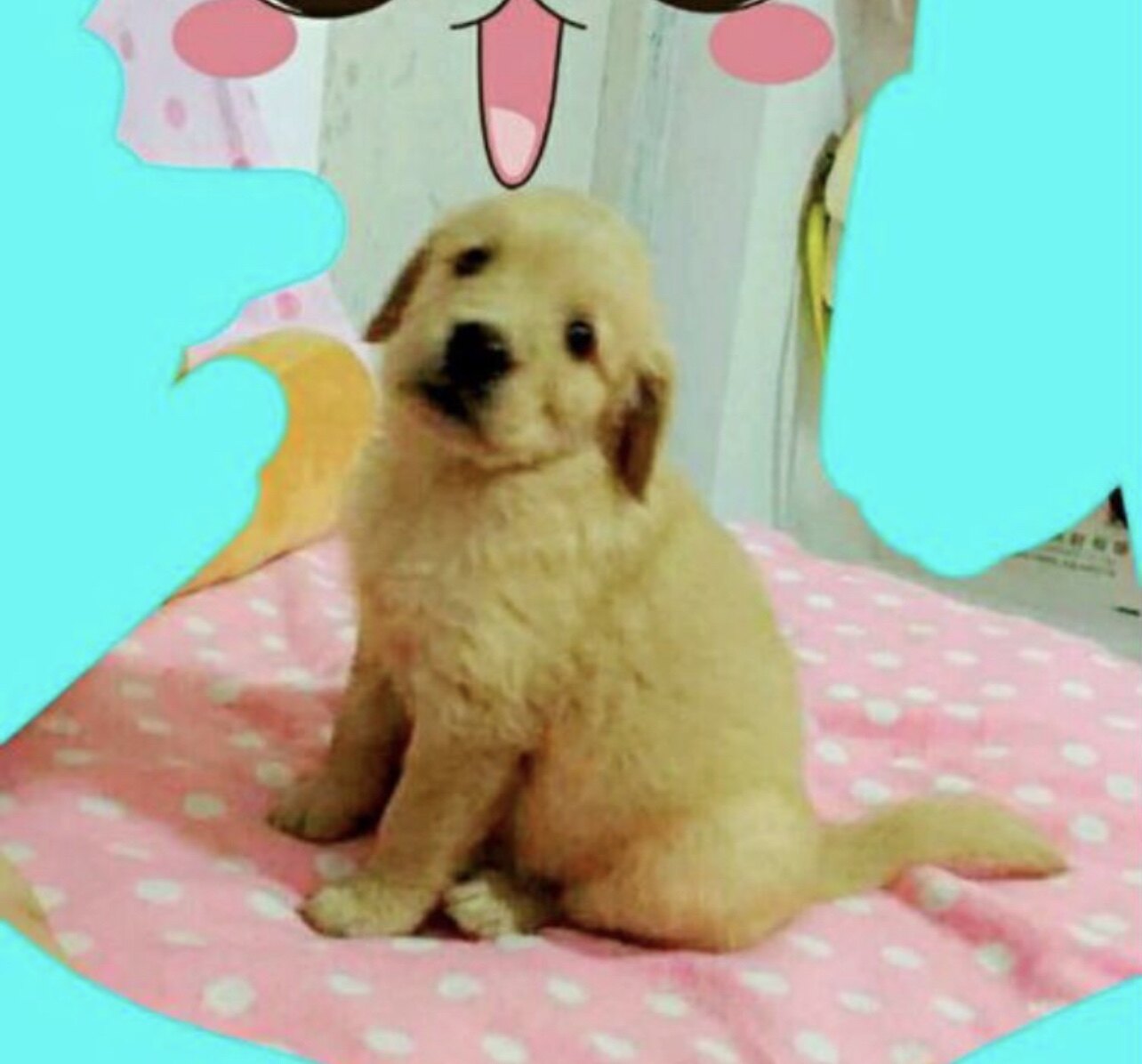 大毛儿家