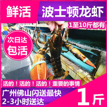 Live Boston Lobster Australian Lobster Canadian Lobster Live Shrimp Seafood Guangdong Two from Guangdong