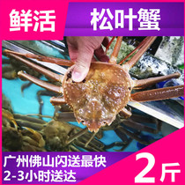 Fresh Pine Leaf crab) 2kg Snow Crab Crab Crab Crab seafood aquatic king crab long foot crab Emperor crab ordered in advance