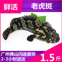 Fresh seafood 1 5kg (Tiger grouper weighing pricing) Dragon grouper Green spotted tiger spot
