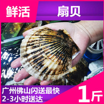 (2-4 pcs per catty) Fresh scallops Yuan shellfish Seafood Aquatic products Fresh shellfish Oversized shellfish column Scallop conch