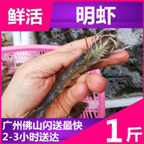 Fresh sea-catching prawns prawns prawns seafood live shrimp fresh shrimp prawns prawns