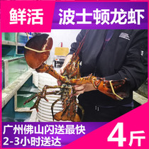 (4 catty)Live Boston Dragon Australian Lobster package Live shrimp lobster Imported seafood and aquatic products