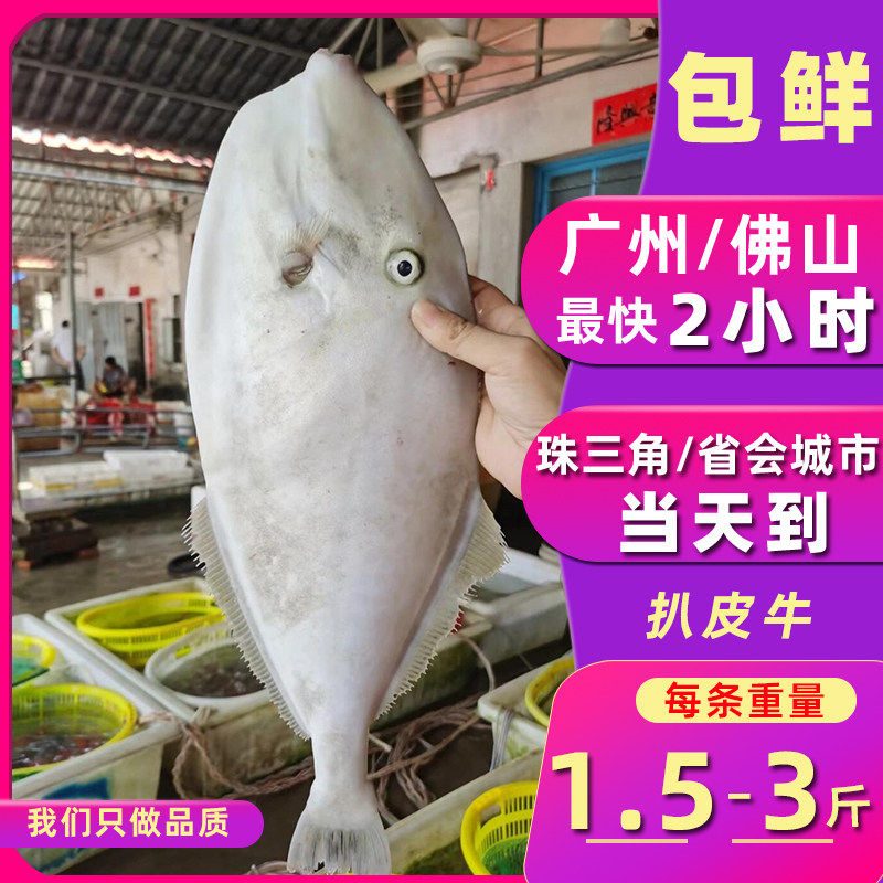 鲜活扒皮鱼：舌尖上的美味探险-金枪鱼-淘宝好物网
