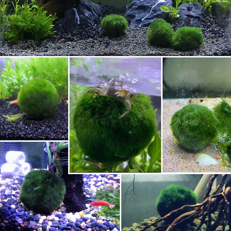 Green Algae Balls Fish Tank Living Sloth People Real Water Grass Aquarium Building View Decoration Items Water Algae Ball Shrimp Vat Ornamental Swing