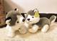 Genuine Amangs Husky Doll Plush Toy Cute Erha Puppy Rag Doll Couple Gift