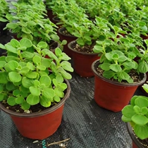 Bumping incense potted plants edible green plant mosquito repellent refreshing fragrance spray succulent plant flowers to purify the air