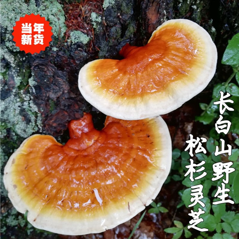 Northeast pure wild pine shirt Ganoderma lucidum dry goods sliced ​​powdered wine Changbai Mountain natural deep mountain picking 100g