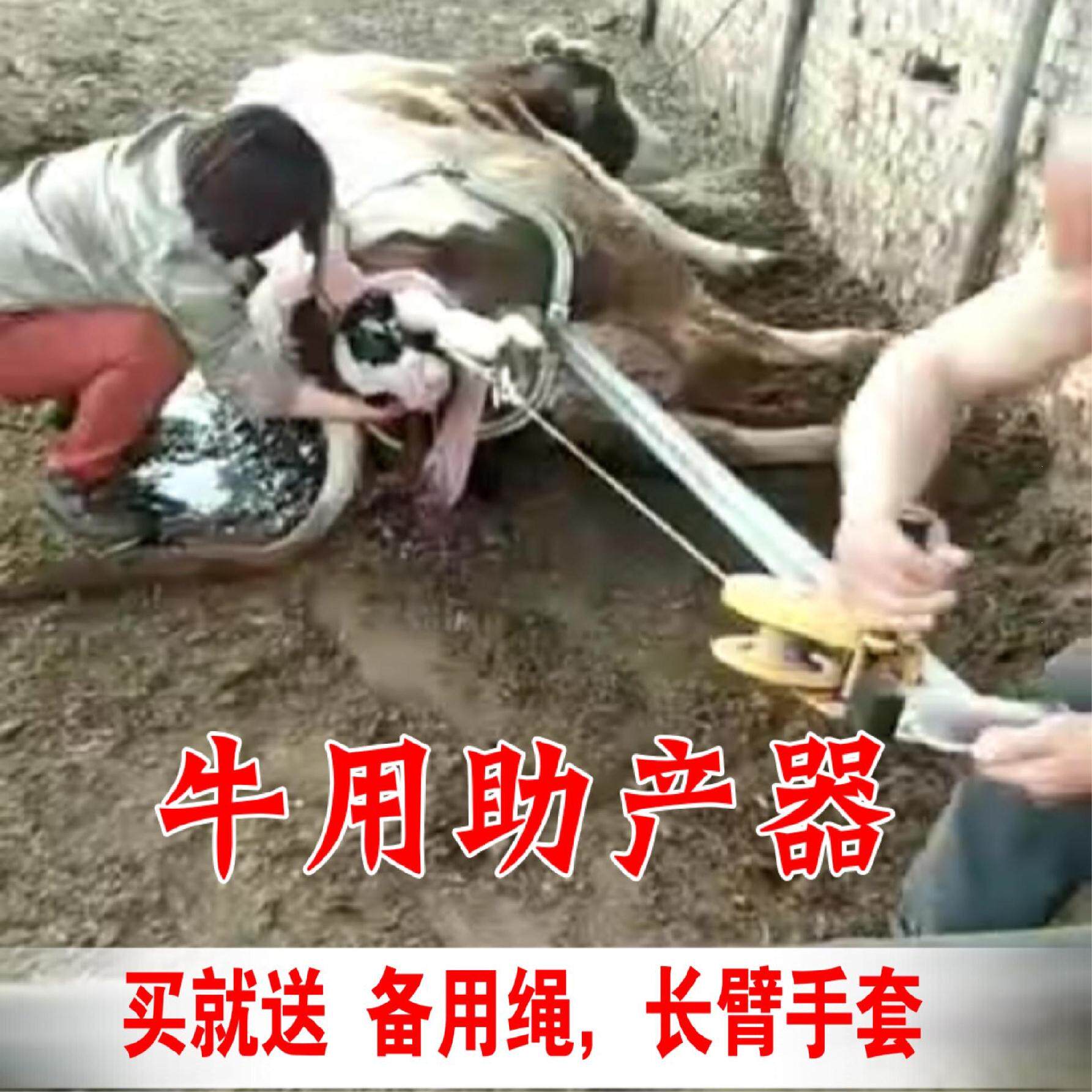 Denim tie rod chain matching inspection veterinary arc equipment cow delivery midwife feeding accessories plastic steel