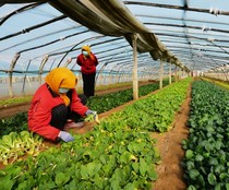 Agricultural growers Cement shop Plumbing shop Ceramic dessert shop Childrens clothing agent boss address book Information resources