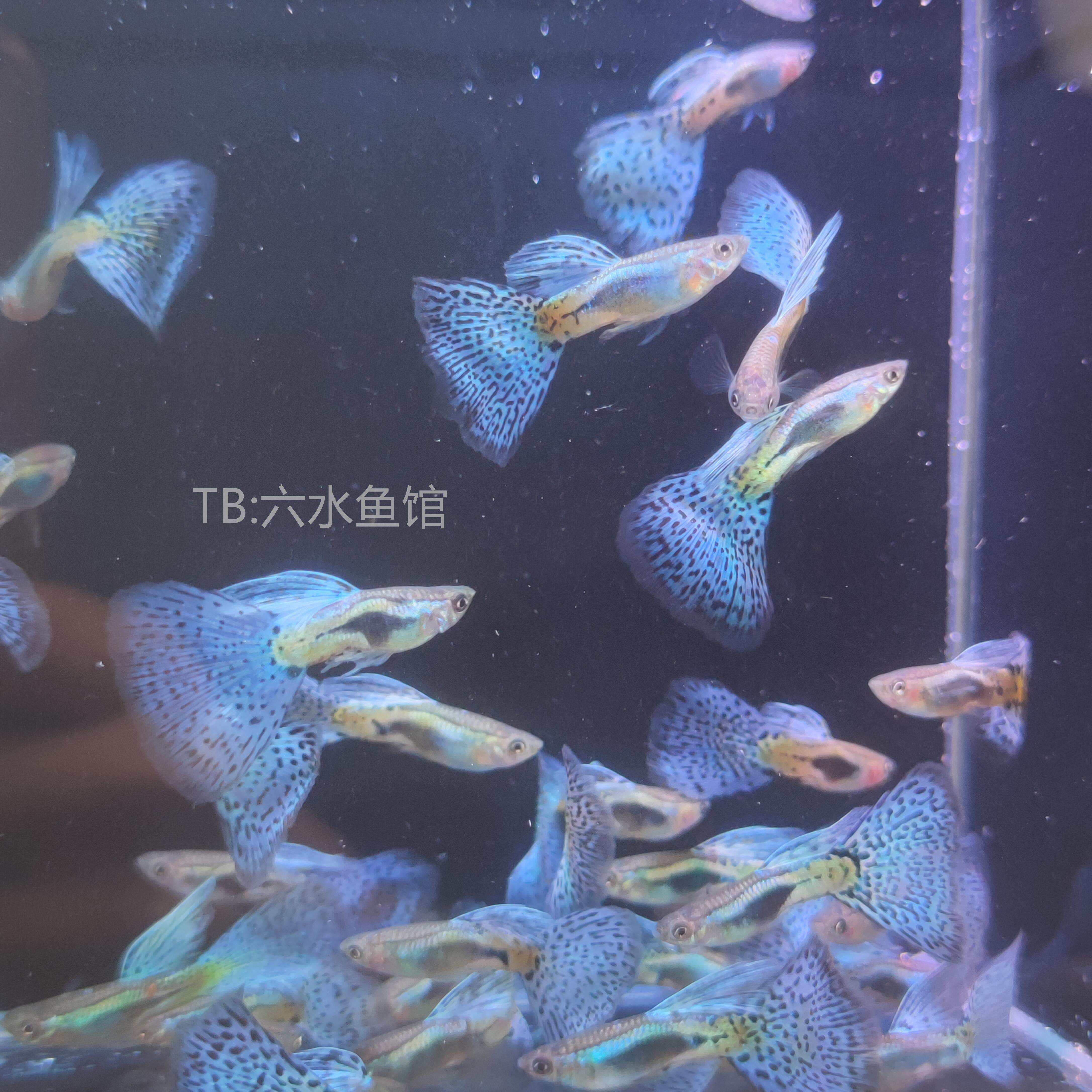 震珅水族魚您共學觀賞魚| Kaohsiung, image size:4344x4344