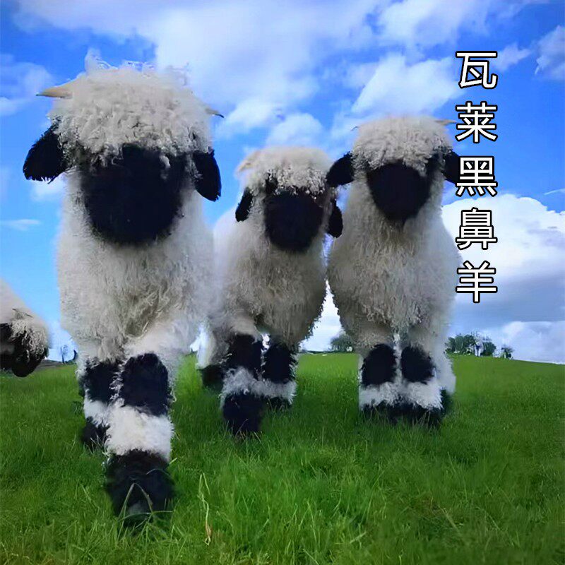 侏儒羊肖恩羊羔，萌宠伴侣🌟🐾-兔-淘宝好物网