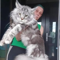 Maine Coon kittens purebred Russian descent giant Maine Coon silver tabby brown tabby Kemer Maine Coon live