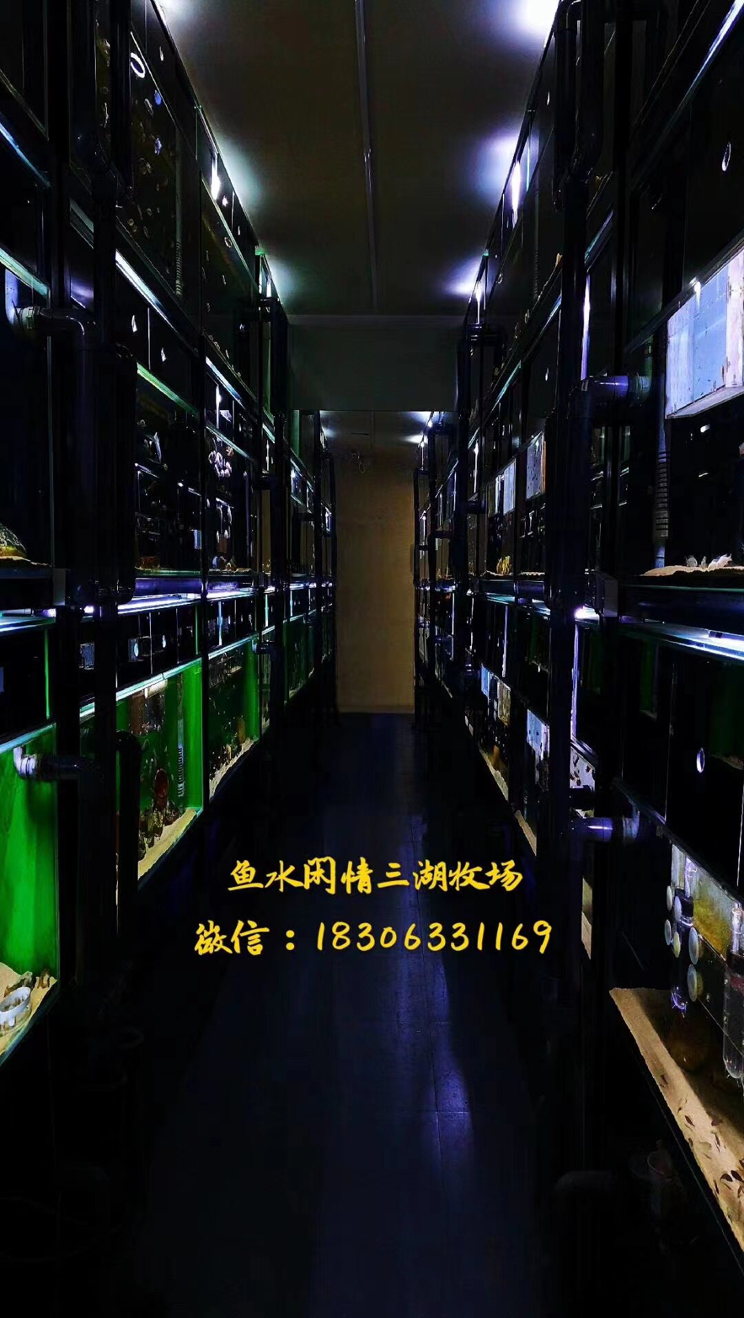 鱼水闲情