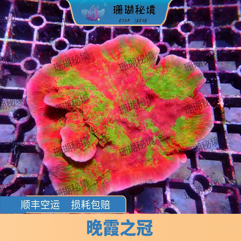 25年最新｜双色瓦片珊瑚RR晚霞之冠SPS必买指南！避坑+实测种草全