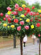 Multi-color tree stump rose flower potted garden balcony cold-resistant and drought-resistant high pole rose sapling European moon juice balcony