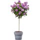 Multi-color tree stump rose flower potted garden balcony cold-resistant and drought-resistant high pole rose sapling European moon juice balcony