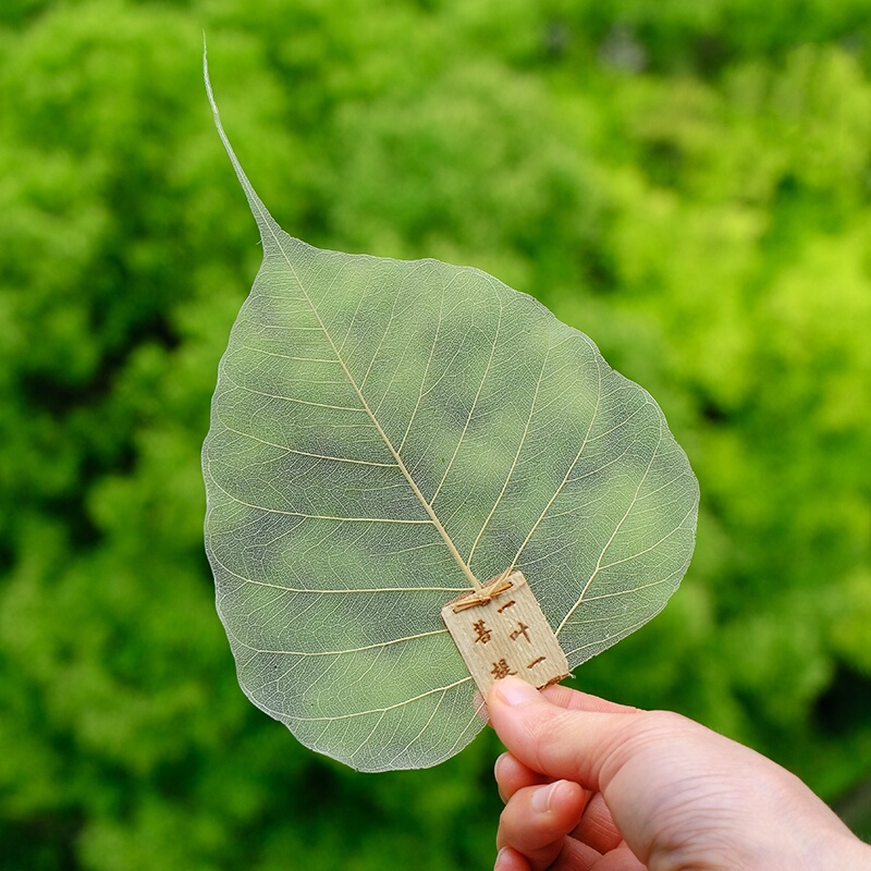 Creative Tea Accessories for Kung Fu Tea: Leaf Filter Net, Tea Strainer, Bodhi Leaf Vein Tea Filter