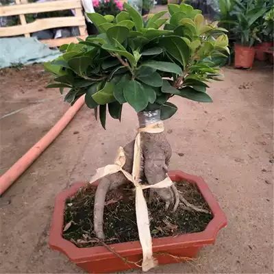 Four seasons evergreen big leaf banyan seedlings water-absorbing stone bonsai modeling tree potted green plant Banyan bonsai old pile potted