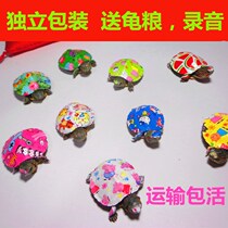 Small pet glowing Brazil luminous stalls night market fluorescent printing turtle seedlings colorful small turtle living stalls