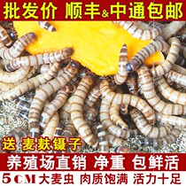 Breadworm eats Mafer Super Pack Survival rate yellow mealworm feed barley feed breadworm feed net weight grain