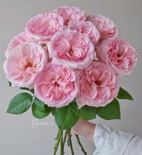 High quality rose holiday cut flowers