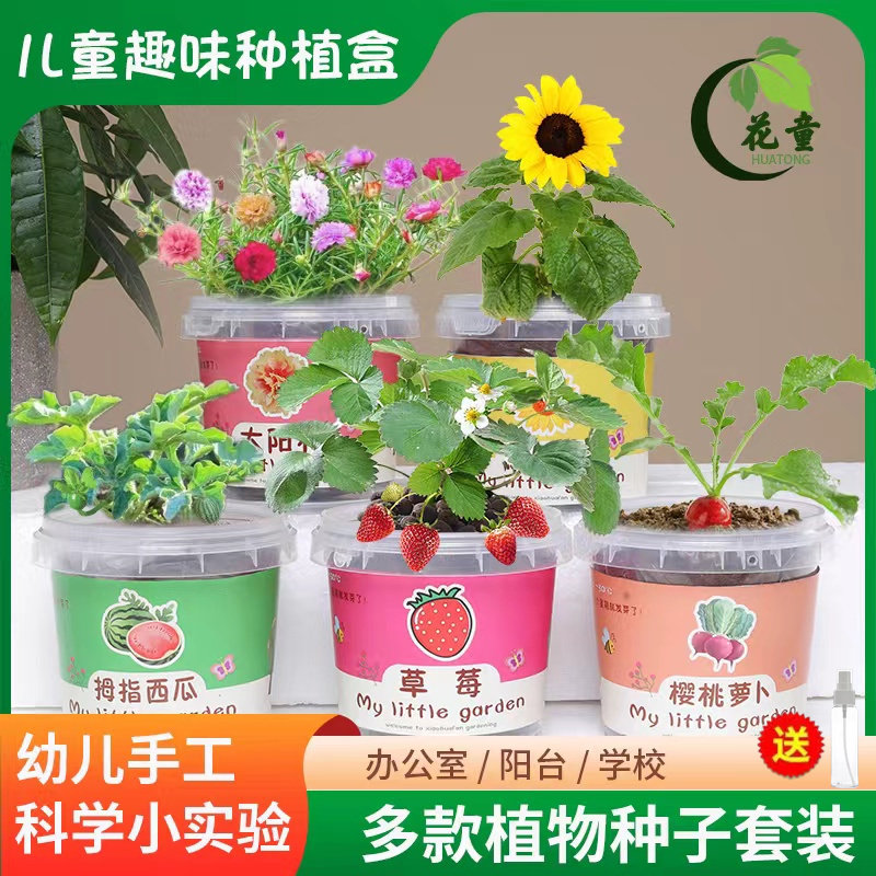 Child Planting Small Potted Nursery Kindergarten Sunflower Plant Students Observe Green Plant Seed Box Diy Mini Blind Box-Taobao