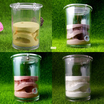 Ecological Plaster Ant Farm square Nest Landscaping House