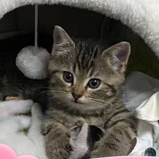 🐱中华田园猫橘猫狸花猫三花幼崽猫黑色玄猫白猫幼崽捕鼠猫：家有萌宠