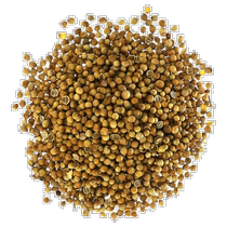 Direct shipping from Hong Kong Starwest Botanicals organic coriander seeds 1 lb (453 6 g)