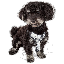 Pet Life Bonatied Mesh Reverse Adjustable Fashion Dog Harness with Designer Tie -