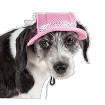 Pet LifeSea Spot Sun UV Protective Adjustable Stylish Mesh Brim Dog Hat -