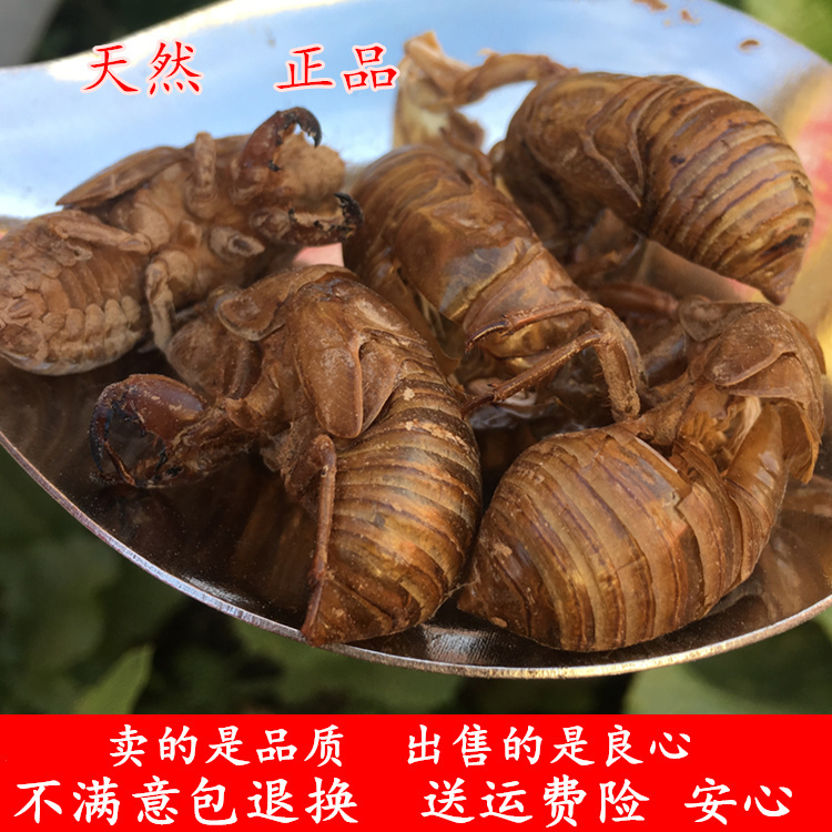 Cicada metamorphosed 250 gr knowledge of cicadas cicadas Cicadina Cicadas for Wild Natural no use of complete New Cargo Monkey Shell Gold