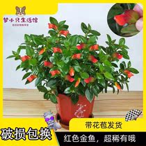 Antirrhinum potted red flower goldfish hanging orchid with bud balcony plant indoor fresh flowers blooming in four seasons