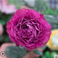 Драгоценный момент, Мяо Мяо