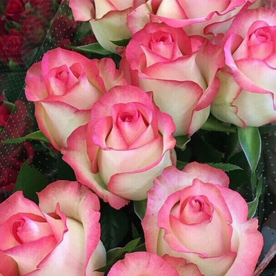 Розовый цветок Мяо Эша Фуки Большой Цветок Резать розовую горшеку