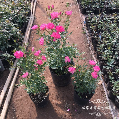 Домашние цветы, солнце и луна, звезды, высокая роза, миниатюрная многосезонная европейская луна, роза в форме лотоса