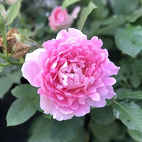 Фэнтезийные волны саженцев