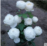 Мяо на свадебной дороге