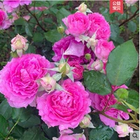 Tianfang yetan miao miao