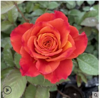 Пламени саженцев