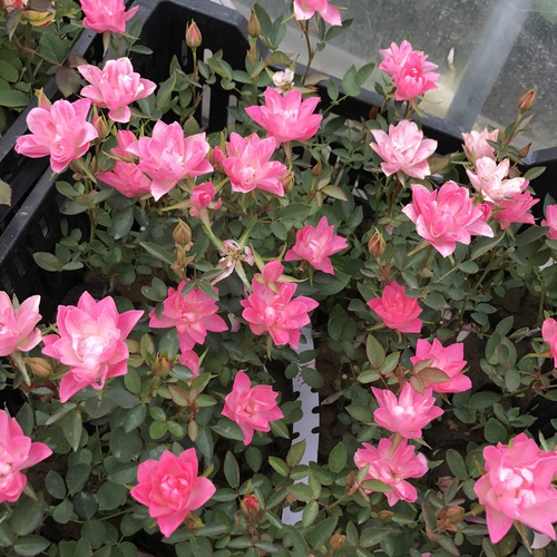 Домашние цветы, солнце и луна, звезды, высокая роза, миниатюрная многосезонная европейская луна, роза в форме лотоса