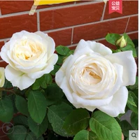 Дженнимо Мяо