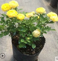 Золотой шелк Мяо