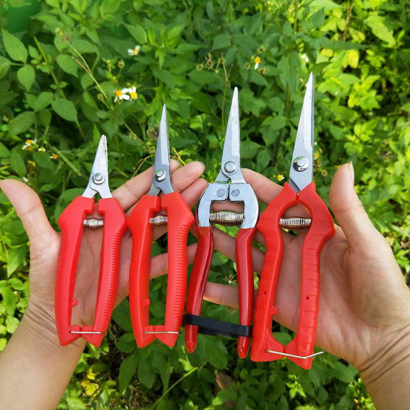 Garden picking fruit pruning scissors Home scissors with spring gardening fruit picking scissors picking grape citrus scissors