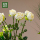Имитационные розы Цзинхуа, высококачественные розы, высокая степень имитации, цветы, листья, ветви, мелкие детали, цветочное искусство mini 2