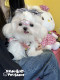 ຜົມຫັກ bb clip bow hair clip headdress Yorkshire Maltese Bichon Teddy ຜົມຫມາງາມ