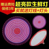 2021 new 2021 fresh lamp LED pork lamp fruit lamp cooked food lamp meat roast meat lamp night market stall lamp