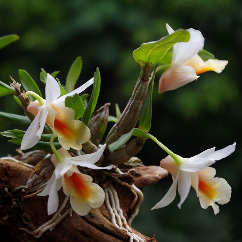 Dendrobium officinale (Dendrobium officinale) with wood shipments of non-tin dendrobium seedlings fresh strips of maple bucket dendrobium officinale