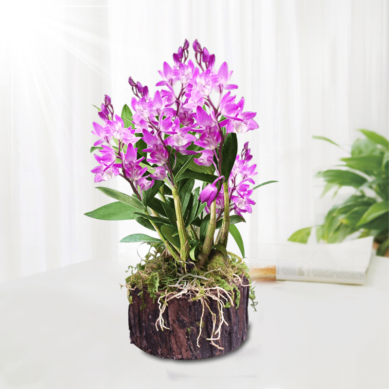 (Violet Dendrobium tree stumps) with wood to ship non-iron dendrobium fry fresh strips of maple dendrobium dendrobium